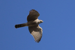 ハイタカの飛び方-2