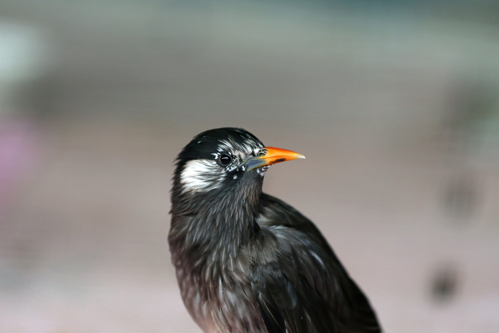 ムクドリポートレイト