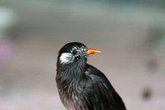 ムクドリポートレイト