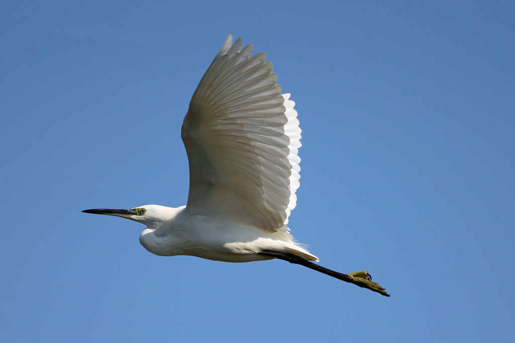 コサギ定番写真