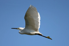 コサギ定番写真