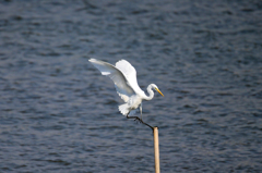 アラー片足しかつかないや