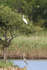 色違いのシンメトリー