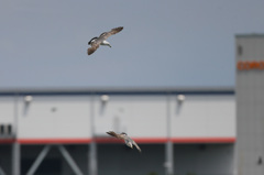 母ちゃんおいてかないで～