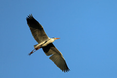 夕日を浴びて-2