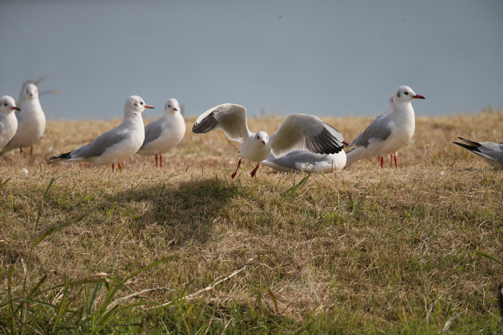 ユリカモメ飛び出しその4
