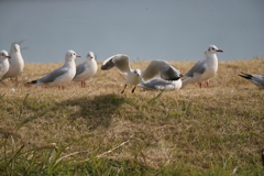 ユリカモメ飛び出しその4