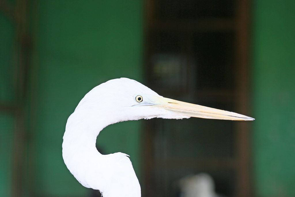 ダイサギポートレート