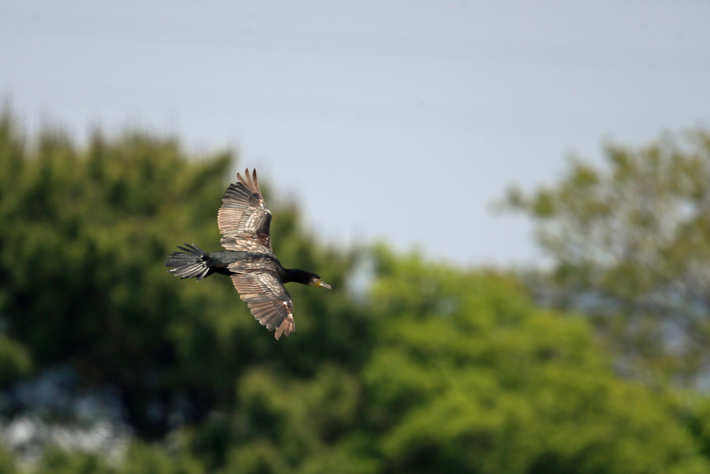 日差しを浴びて