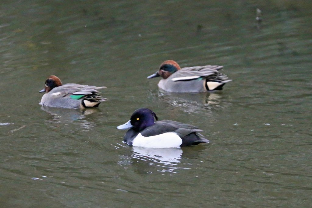 オナガじゃないよ
