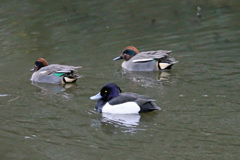 オナガじゃないよ