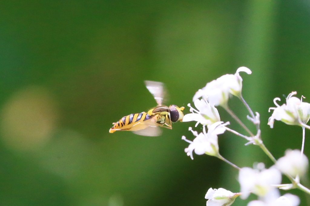 目に花粉ついてるよ