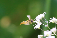 目に花粉ついてるよ