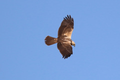 白頭チュウヒ-3