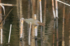 ウグイス食事中