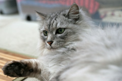 モデル代は封切りのかつお節その3