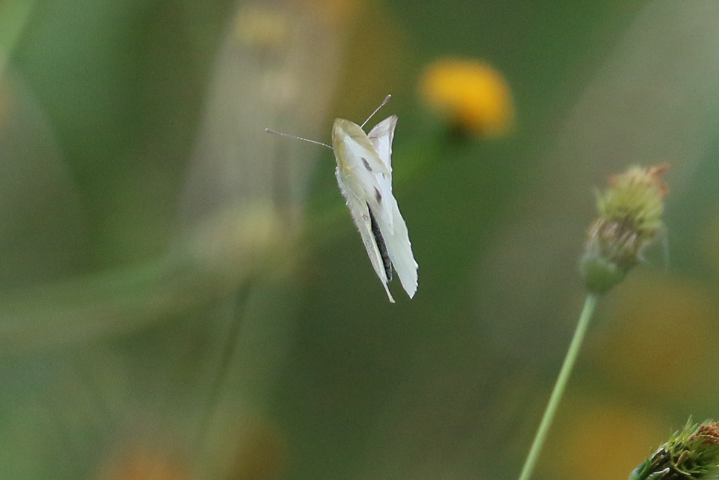 飛んでます後ろ向き