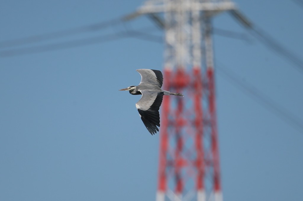 鉄塔とアオサギ
