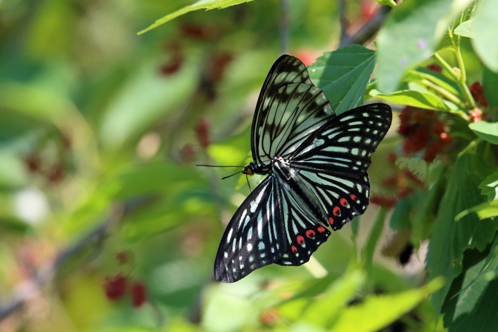 異種ラブラブ？