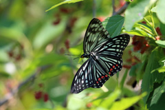 異種ラブラブ？