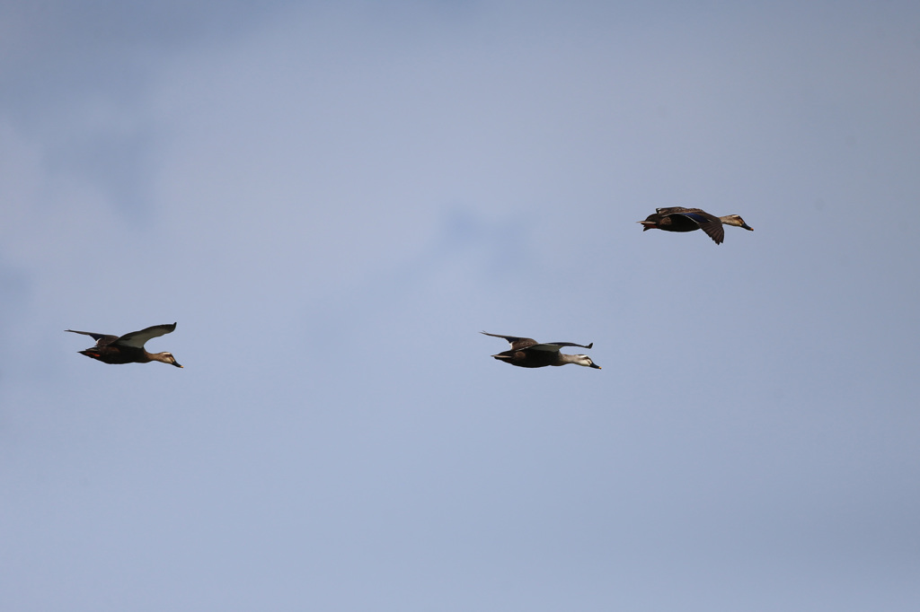父ちゃん母ちゃんおいてかないで～