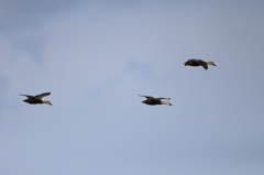 父ちゃん母ちゃんおいてかないで～