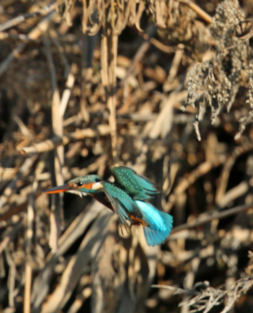 ち～とホバリング
