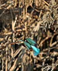 ち～とホバリング