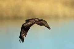 ノスリさんコマ送り-2