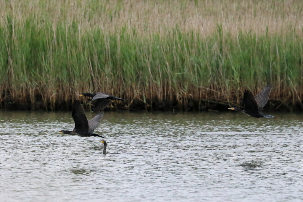 カワウの潜望鏡