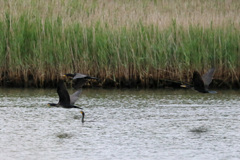 カワウの潜望鏡