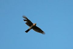 オオタカ君その2