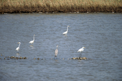 ダイサギさん仲間に入れてよ