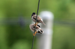 おまえ背中かゆいのか?