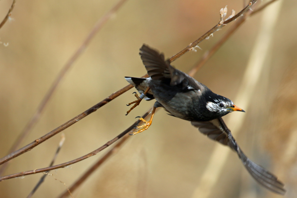 ムクドリ飛び出し