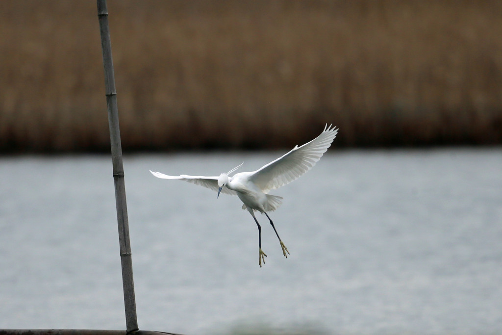 コサギ着竹ポーズ