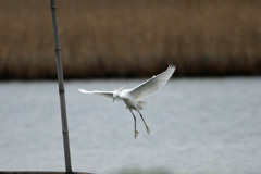 コサギ着竹ポーズ