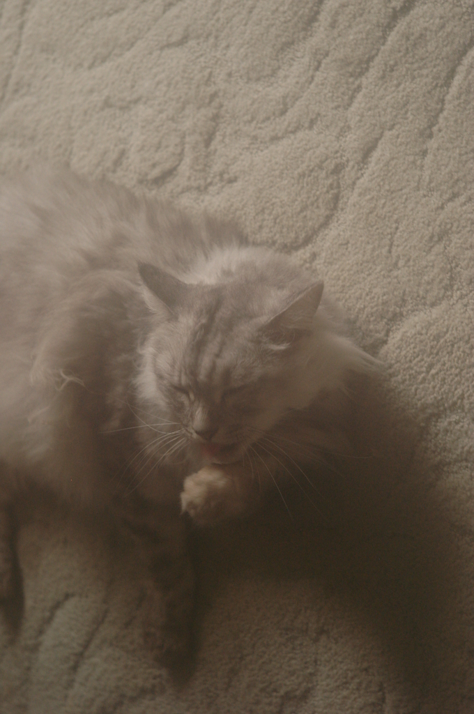 曇りレンズでソフトフォーカス？