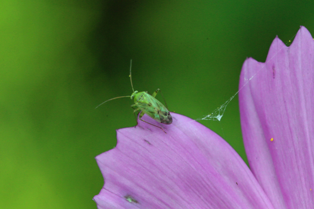 あなたはだあれ