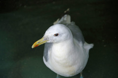 ポーズ決まっている