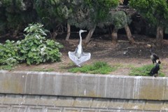 あぐらかいてるの？