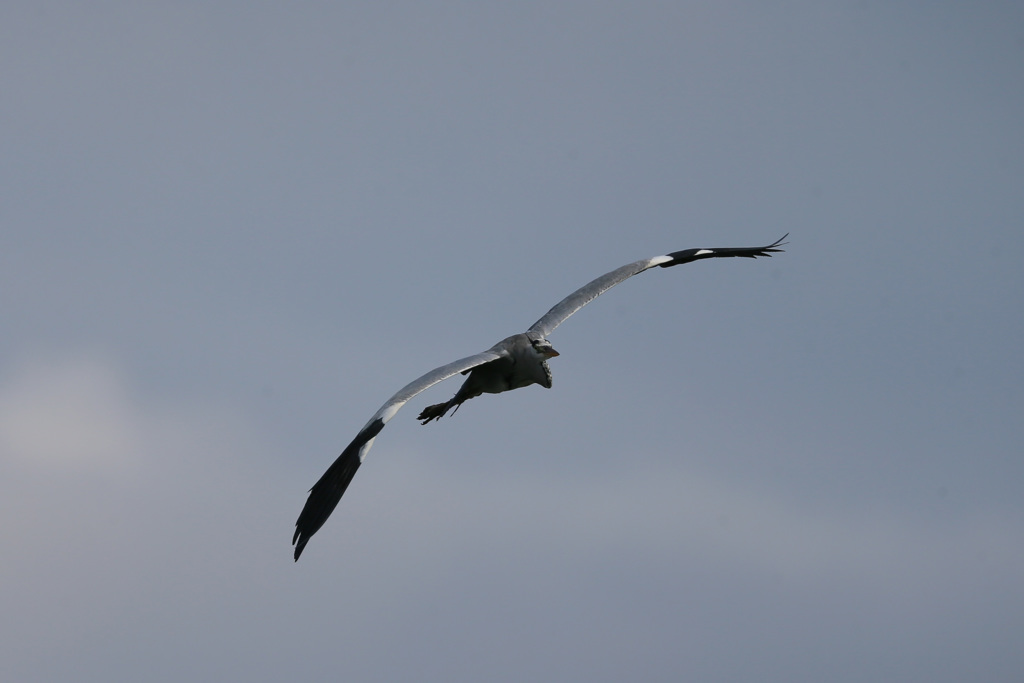 アオサギの飛び方-4
