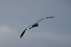 アオサギの飛び方-4