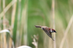 レンズ振るの遅かった-2
