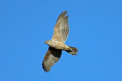 オオタカ幼鳥定番写真その2