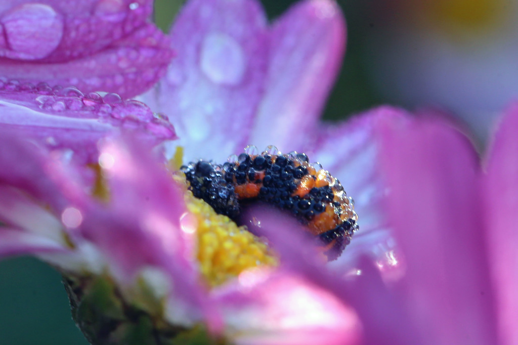 水滴きれいだね