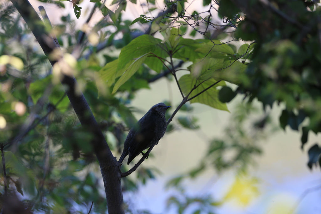 木陰にひっそりと