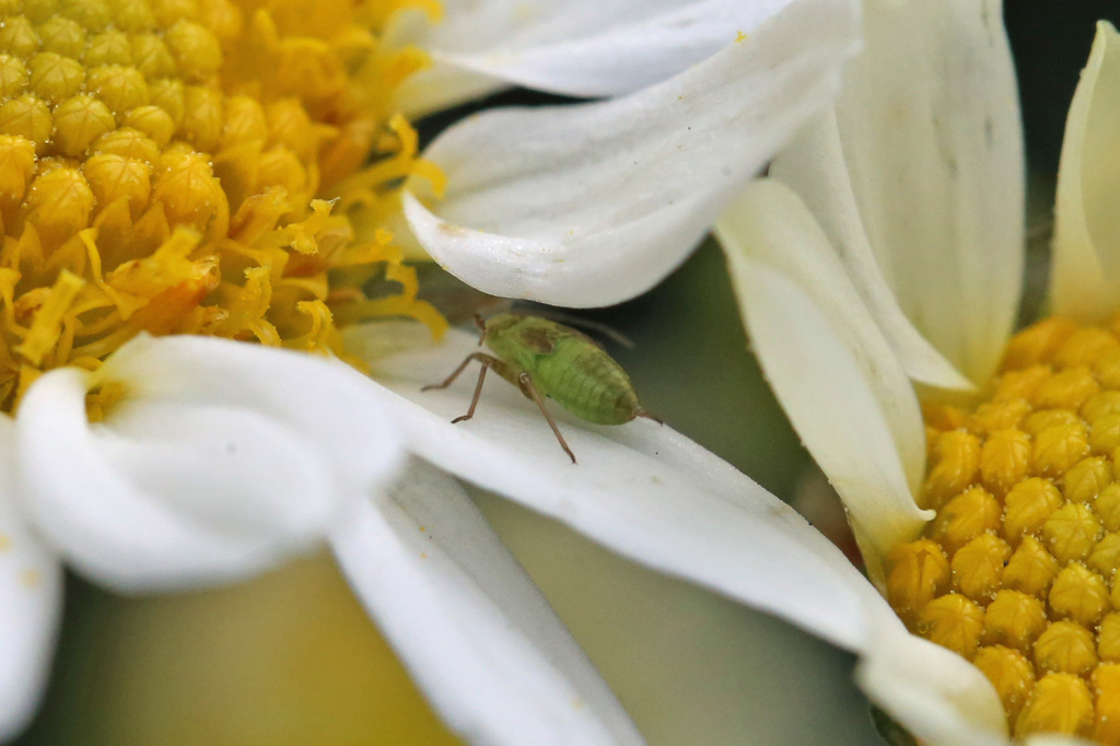 頭かくして尻隠さず