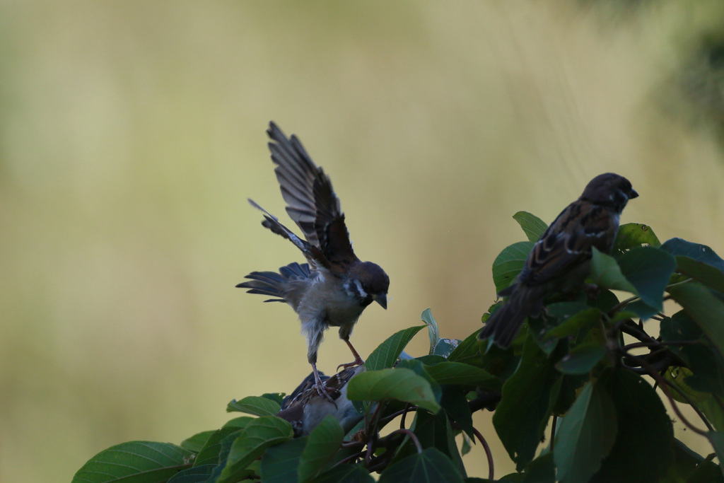 スズメシリーズ-4