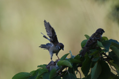 スズメシリーズ-4